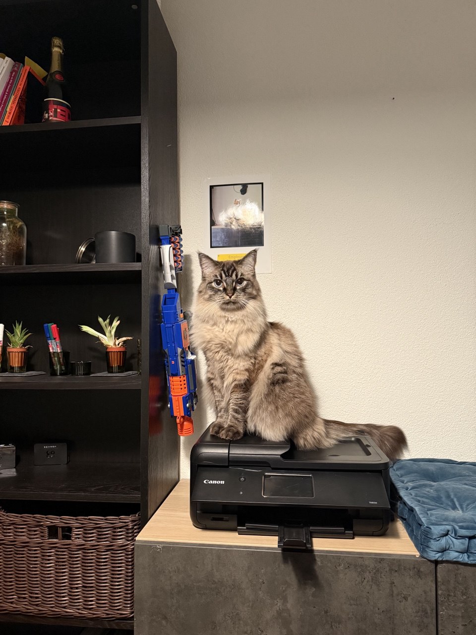 Die Katze Eli, die in die Kamera schaut.